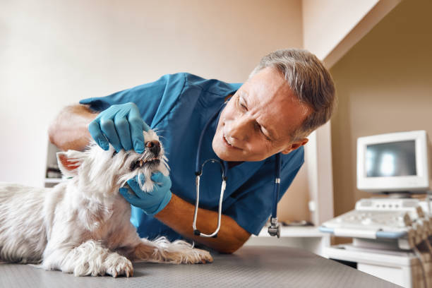 Best Emergency X-Rays and Diagnostics in West Yarmouth, MA
